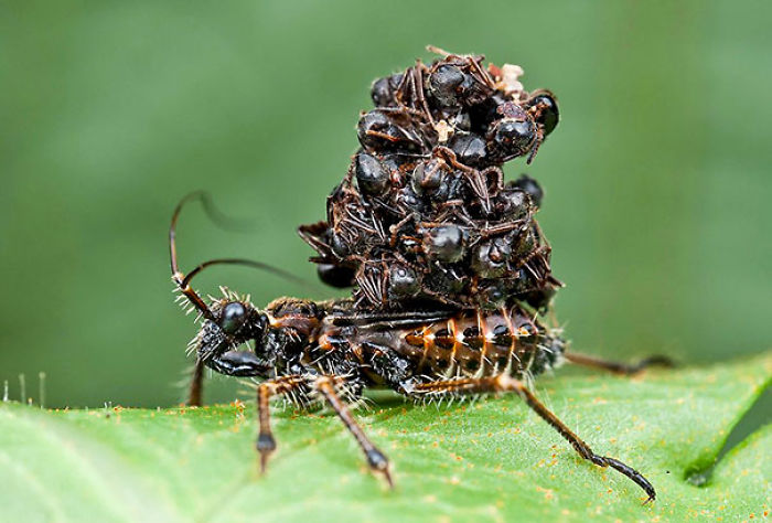 30 Times Nature Made Us Say “NOPE”