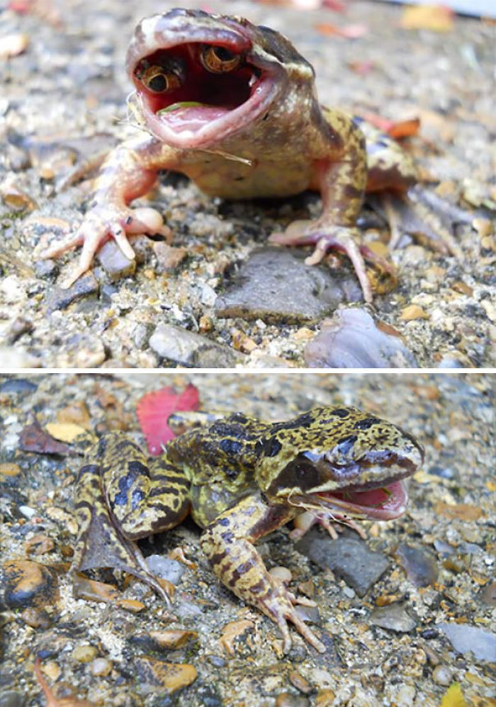 30 Times Nature Made Us Say “NOPE”