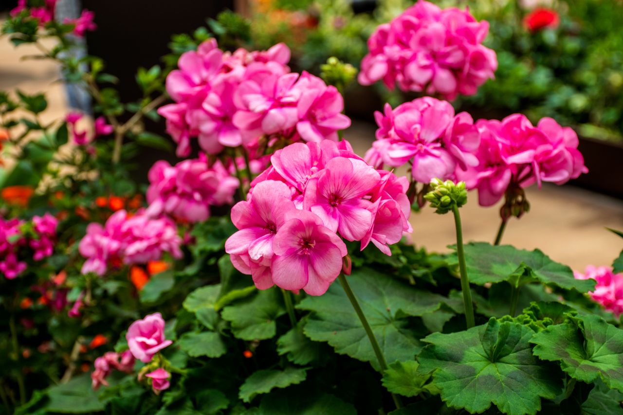 Pink Geranium Flower Plant