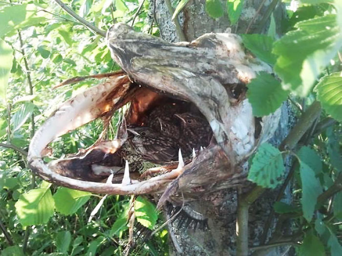 30 Times Nature Made Us Say “NOPE”