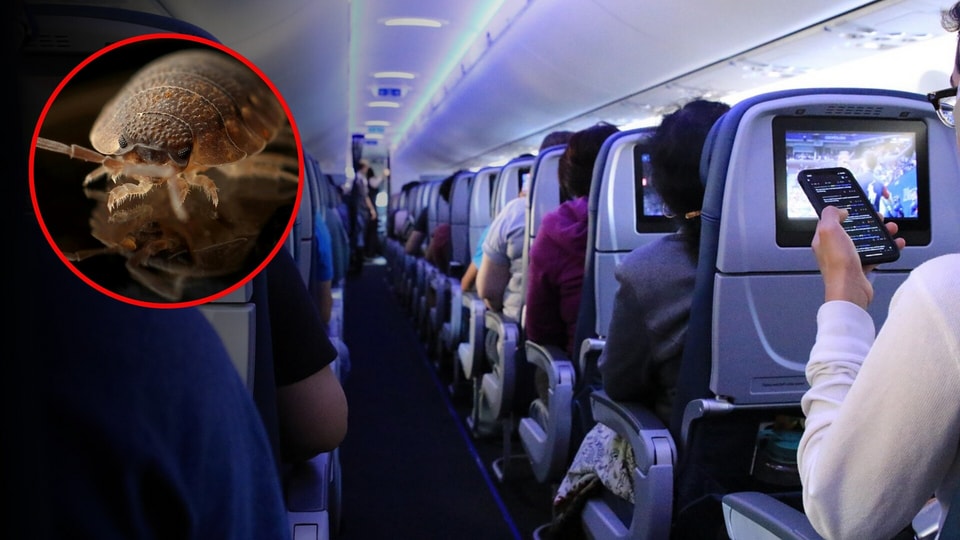 Bed bugs on a plane: Delta Air Lines, KLM sued for at least $200,000 ...