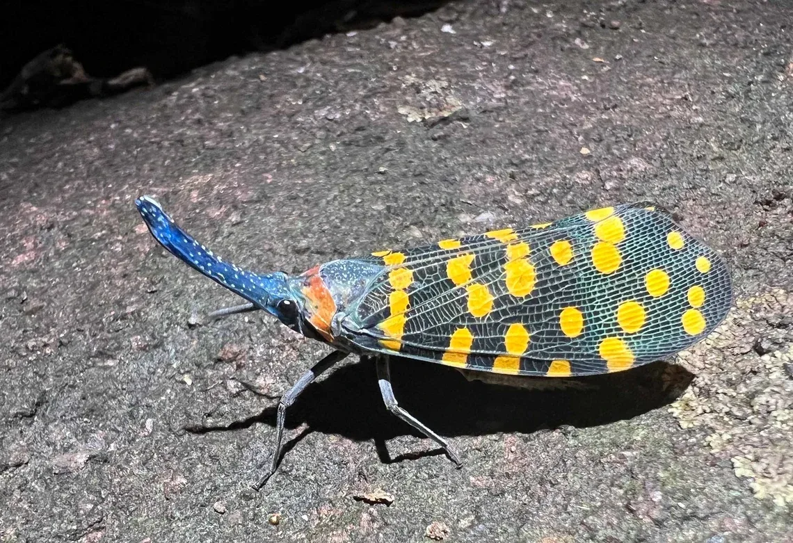 Scientists are discovering new species faster than ever, study finds