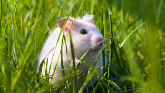 実験用に飼育されてきたマウスを野外に放すと何が起こるのか?