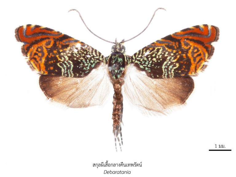 เปิด 43 สิ่งมีชีวิตใหม่ของโลก ปรากฏการณ์ใหม่ทางวิทยาศาสตร์ไทย