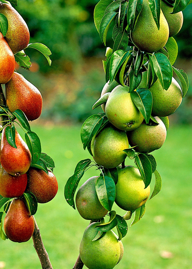 How to pick a fruit tree based on your birth month — the 12 trees and ...
