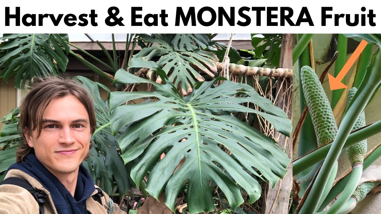 Monstera deliciosa plant fruit - How to harvest the fruit, ripen it and
