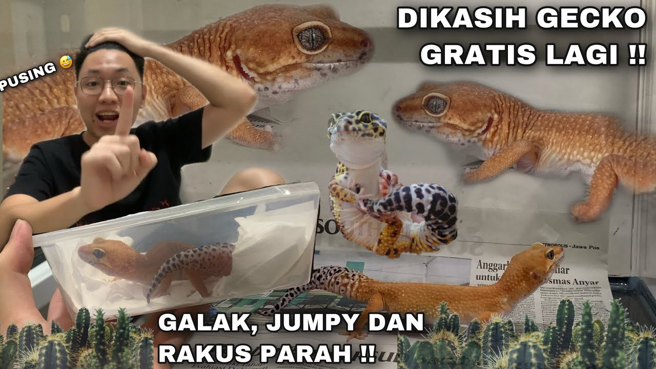 Mengenal lebih dekat gecko macan tutul baru Anda: tips menanganinya