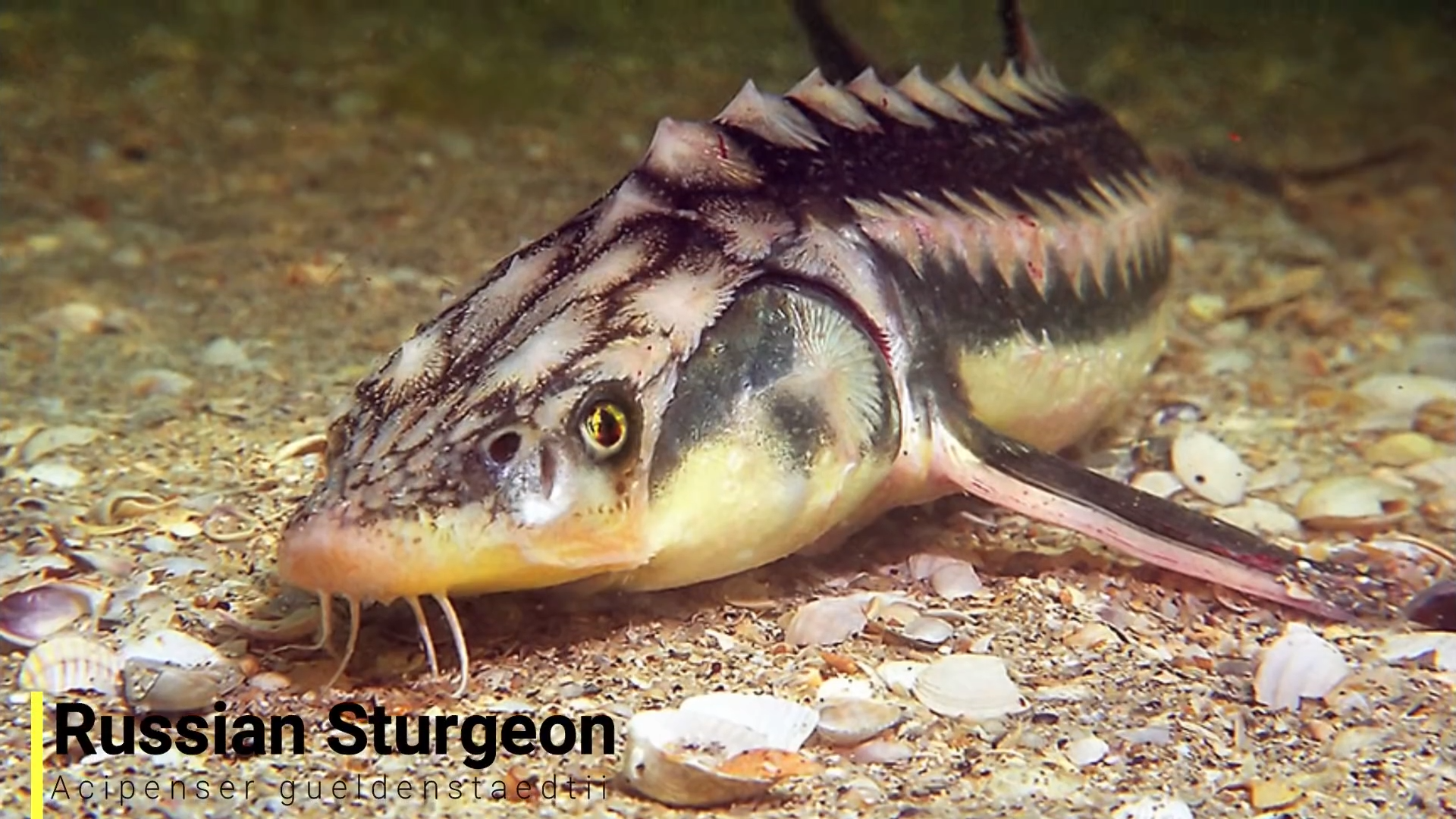 When fish go to work: 5 species that actually have jobs