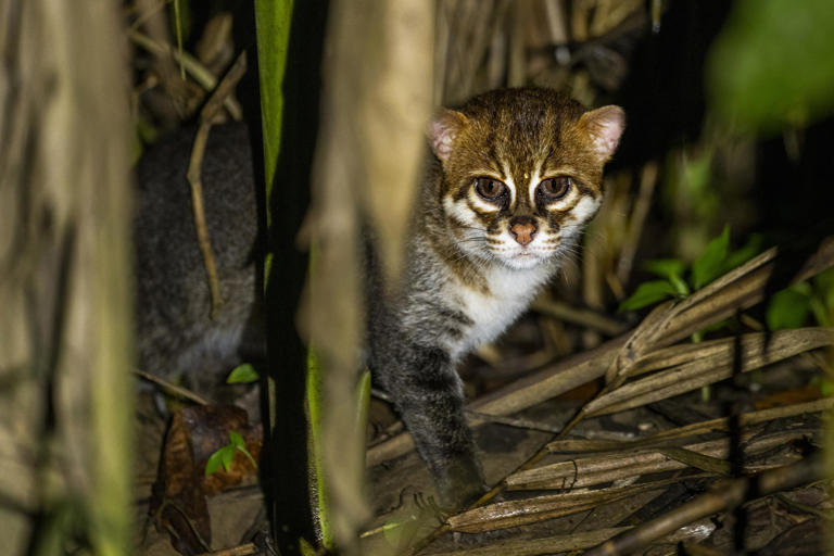 A rare image of a Flat-headed Cat ( Prionailurus planiceps) at night, Kinabatangan River, Sabah, Borneo, Malaysia. Image: Sebastian Kennerknecht/Panthera .