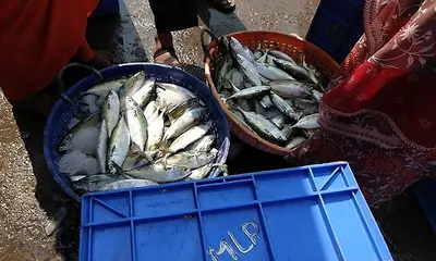 Udupi: Sea fish prices soar, only boothai remains affordable