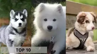 To najpiękniejsze rasy psów! Zobacz ranking TOP 10. Te psy uważane są ...