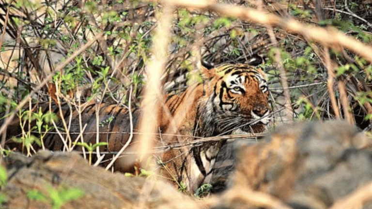 Karnataka’s human-animal conflict is worsening. 14 tigers, over 30 ...