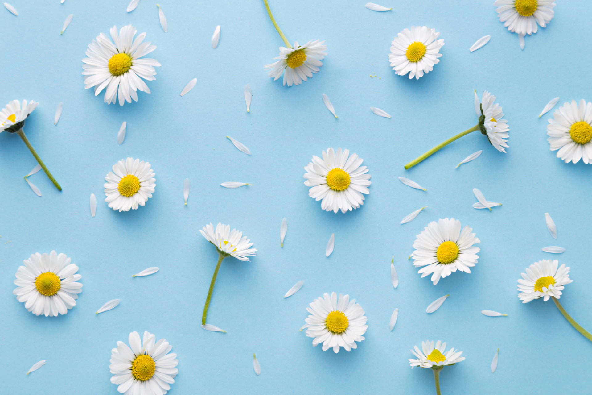 la-fleur-de-votre-mois-de-naissance-et-sa-signification