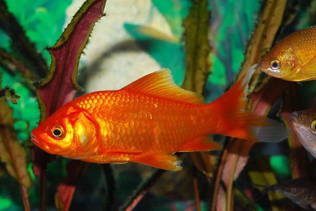No oxygen? No problem for these 5 amazing animals