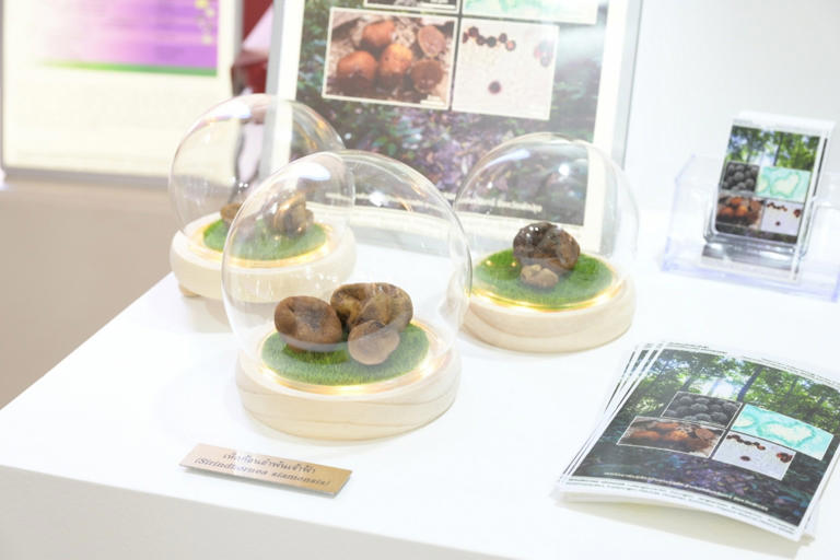 เปิด 43 สิ่งมีชีวิตใหม่ของโลก ปรากฏการณ์ใหม่ทางวิทยาศาสตร์ไทย