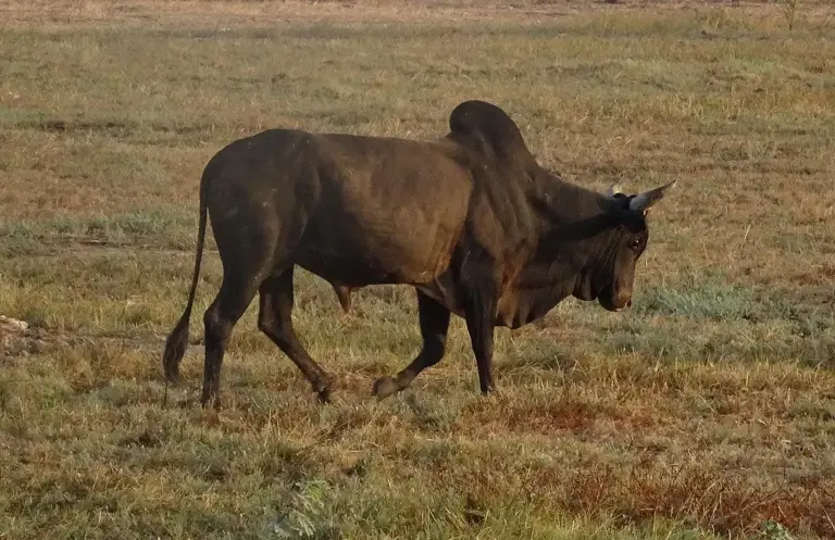 6 common myths about animal attacks experts want you to stop believing