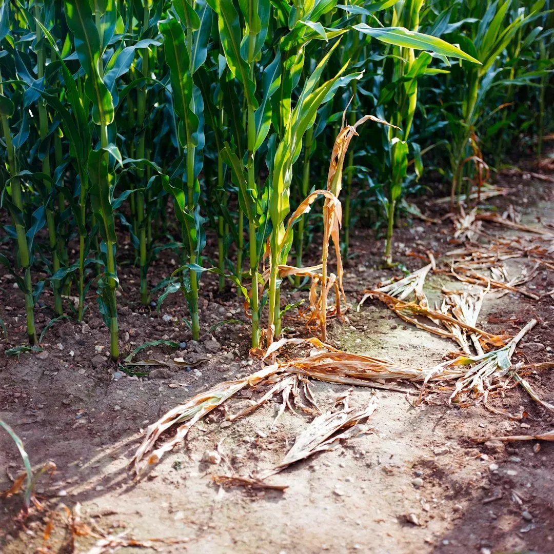 Shifting conditions in the US Corn Belt and what they mean for farmers