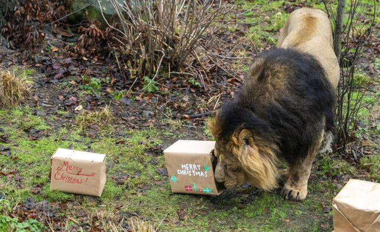 Science based christmas gifts