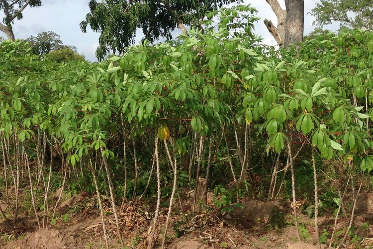 Cara Menanam Singkong untuk Panen Berkualitas dan Subur