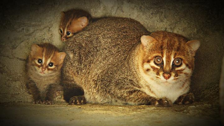 Kucing Tandang Ditemukan Kembali di Thailand Setelah 30 Tahun