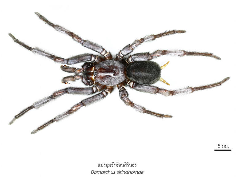 เปิด 43 สิ่งมีชีวิตใหม่ของโลก ปรากฏการณ์ใหม่ทางวิทยาศาสตร์ไทย