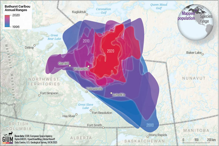 New maps shine light on decline of Bathurst caribou in the NWT
