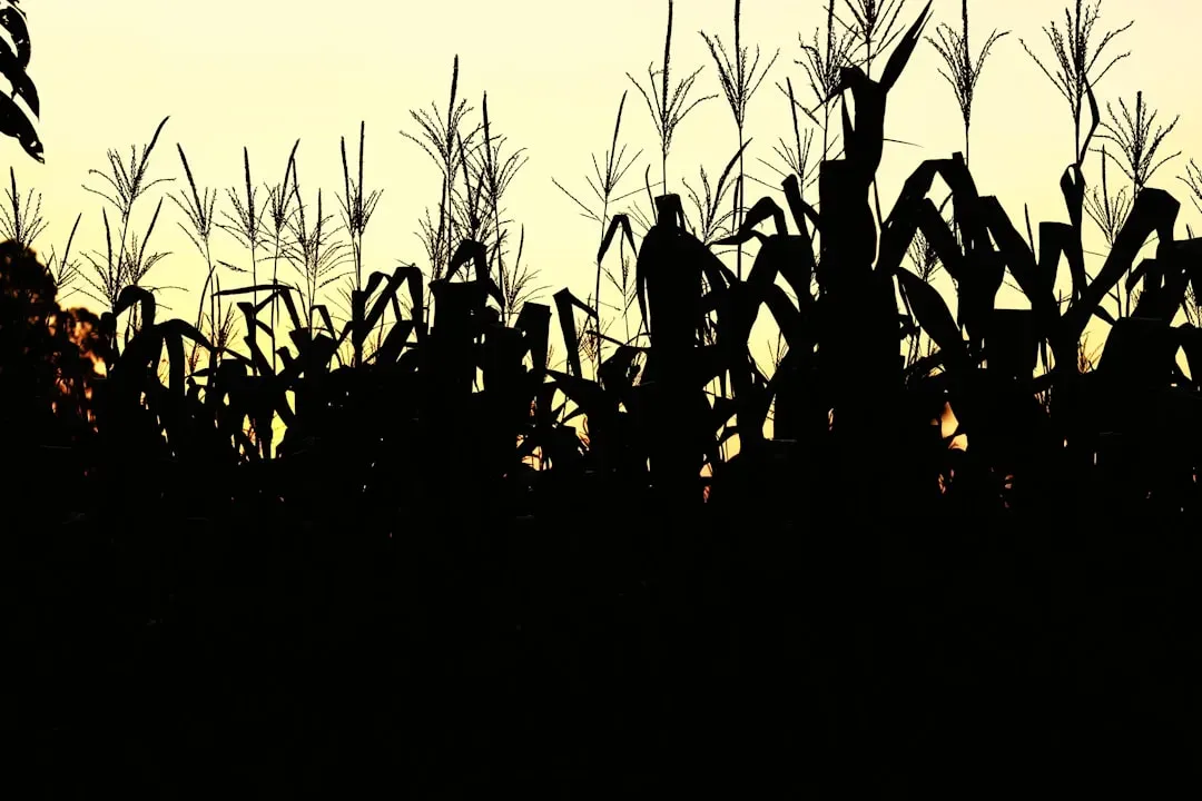 Shifting conditions in the US Corn Belt and what they mean for farmers