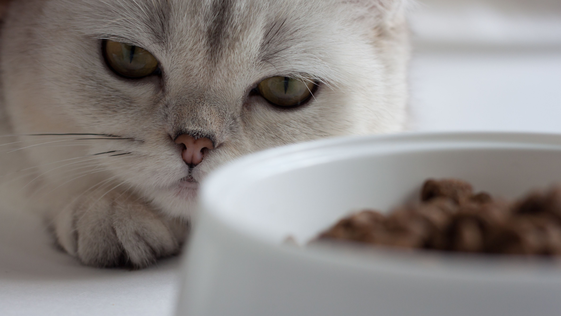 Beautiful view of Sage For Cats With Chronic Kidney Disease