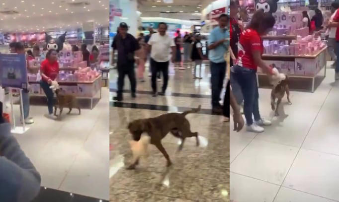 Video | Perrito callejero conmueve en Miniso: se aferra a un peluche y ...