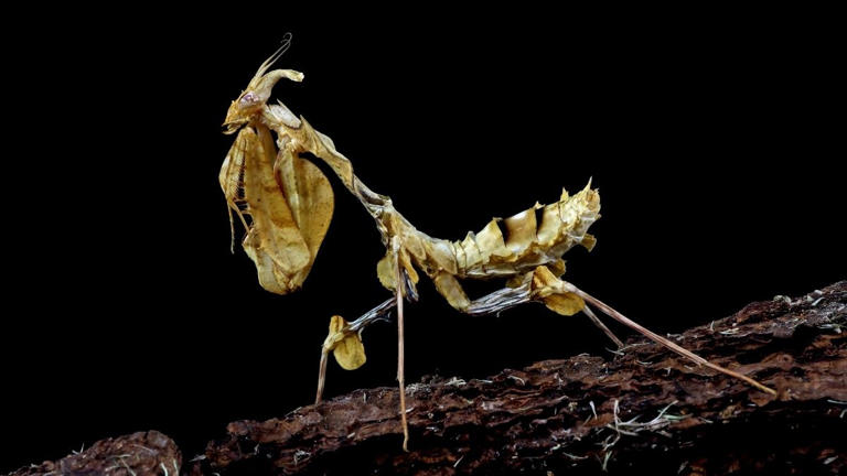 List of top 7 insects that look like flowers on Earth