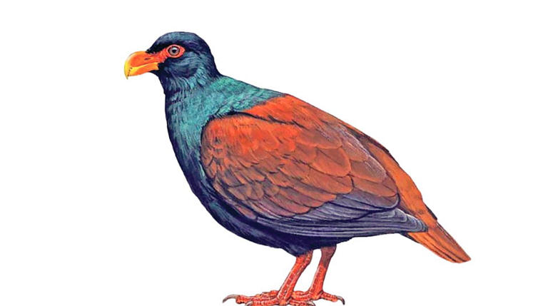 Manumea bird | डोडो पक्ष्याचा दुर्मीळ नातेवाईक मानुमिया पुन्हा दिसला!