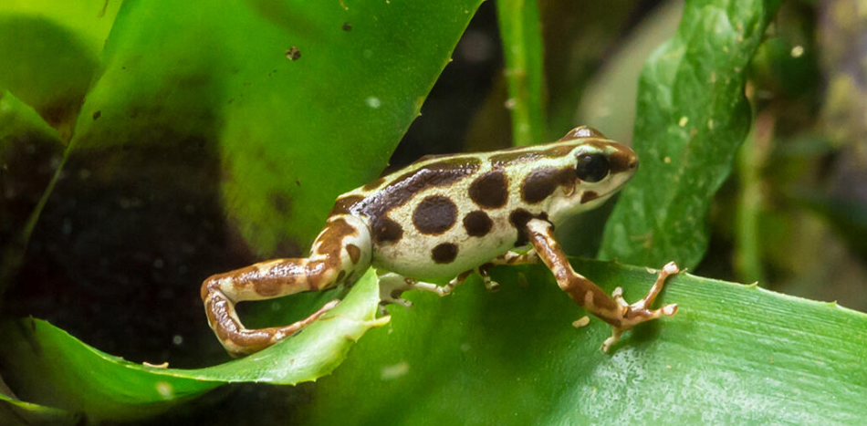 5 hewan kecil, bahaya tak terduga!