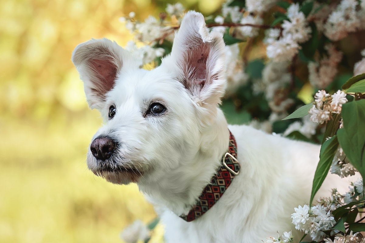 Foster parents adopt their senior dog as a final act of love for his ...