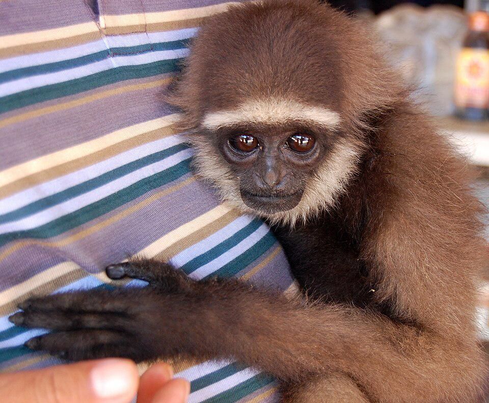 6 Fakta Menarik Owa Kalimantan, Sang Akrobat Hutan Borneo