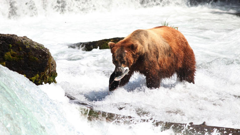 Scientists found Siberia’s most intact bear ever, and it’s stunning