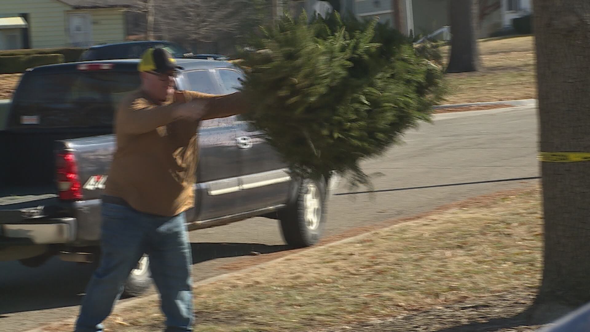 Live christmas tree re