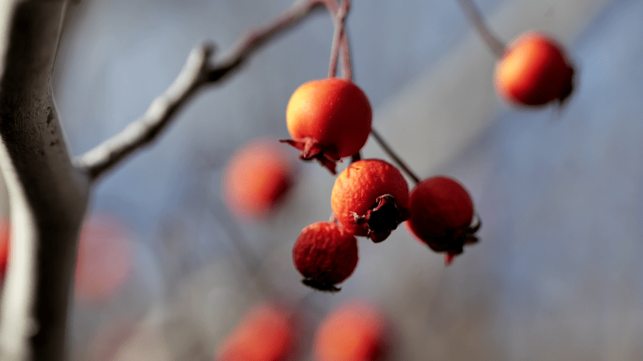 Record warmth in Denver caused trees to bud in December. Will they ...