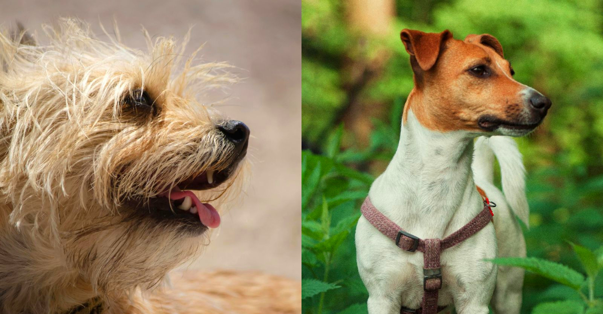 They have an impressive bark – 10 small but super protective dogs