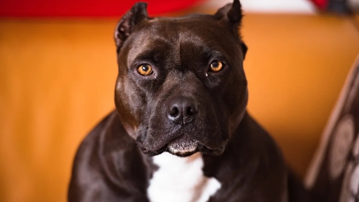 7 human mistakes that cause anxiety in dogs without us realizing it
