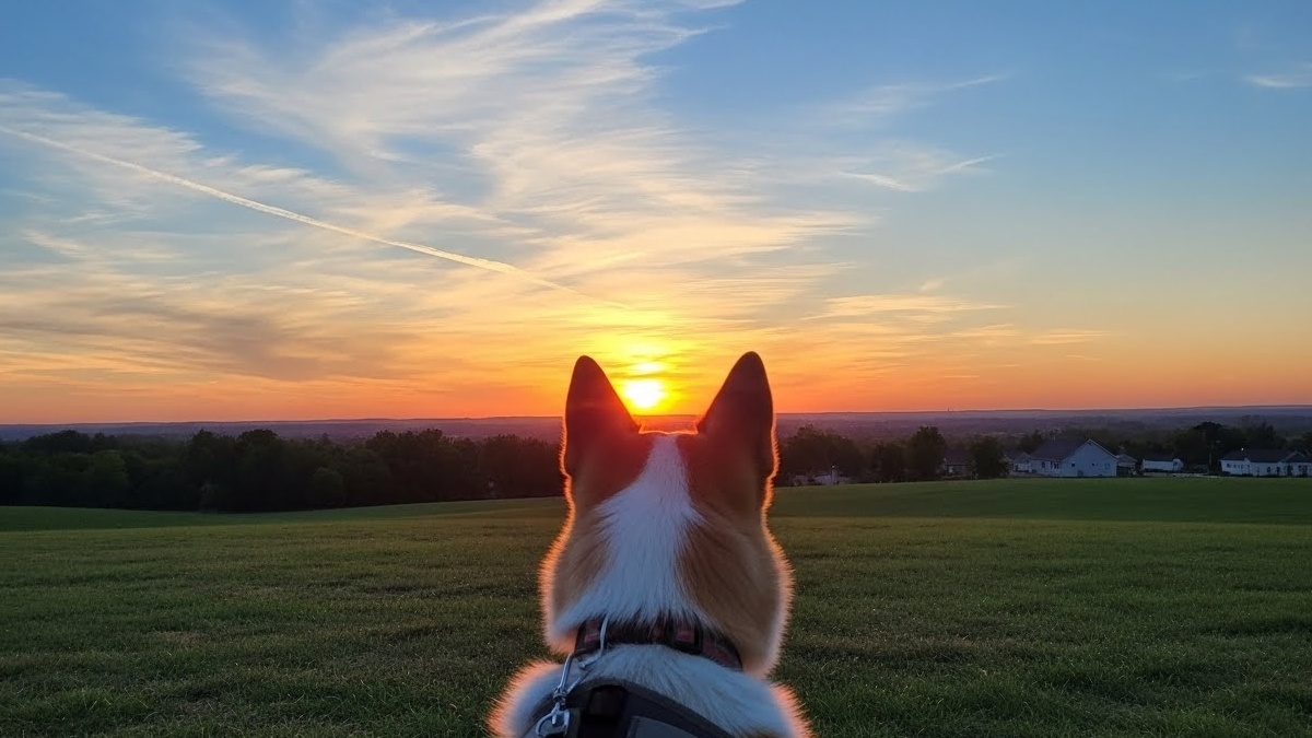 Your dog could be your guardian angel: 10 signs that confirm it