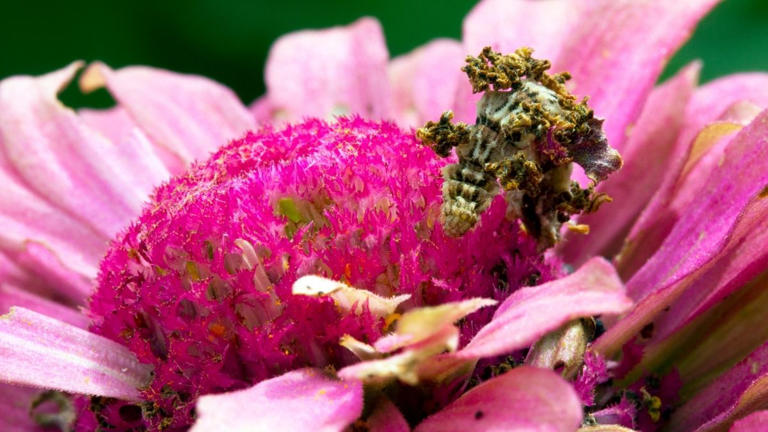 List of top 7 insects that look like flowers on Earth