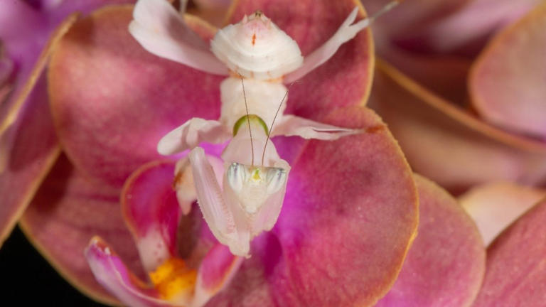 List of top 7 insects that look like flowers on Earth
