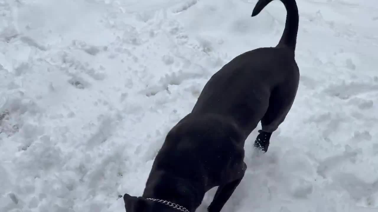 Dog joyfully plays in deep winter snow, Kitchener, Ontario, Canada