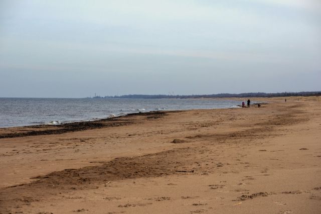 Experts sound alarm after concerning creature washes up on beach: 