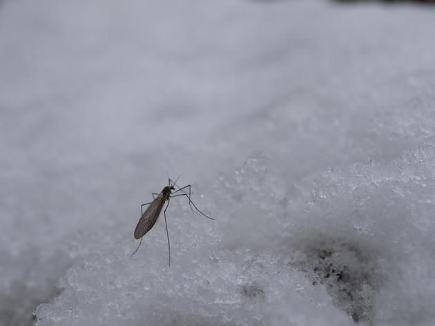 Sterben Flohe Im Winter