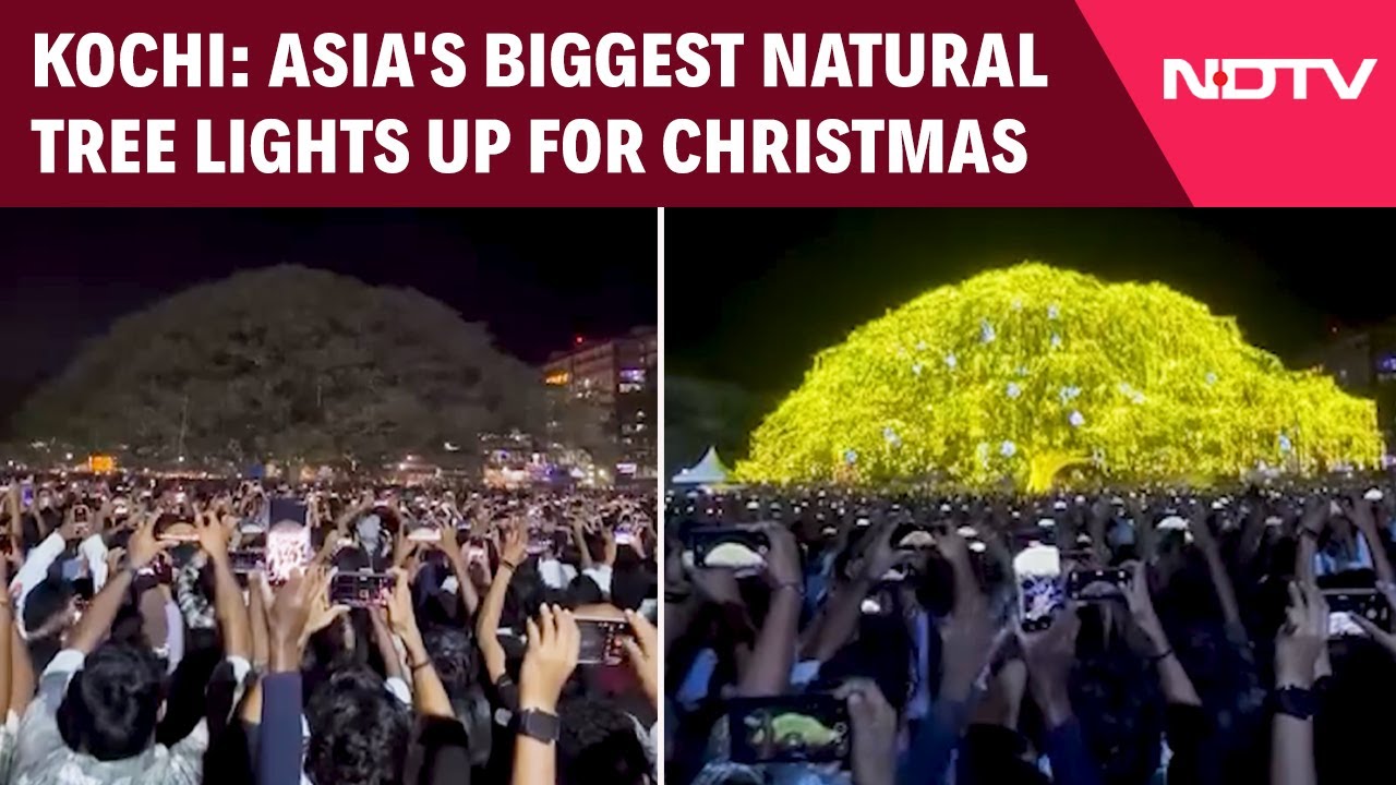 Kochi: Asia's biggest natural tree lights up for Christmas
