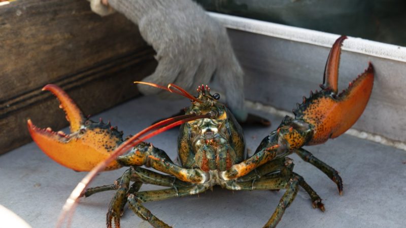 $400K worth of live lobsters stolen before reaching Costco<br>