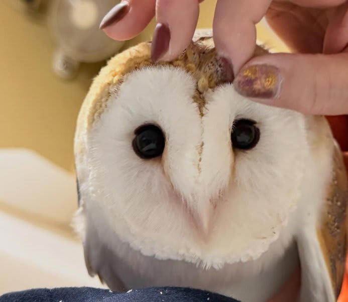 飼い主に「1時間カキカキさせるフクロウ」甘える姿に思わずキュン