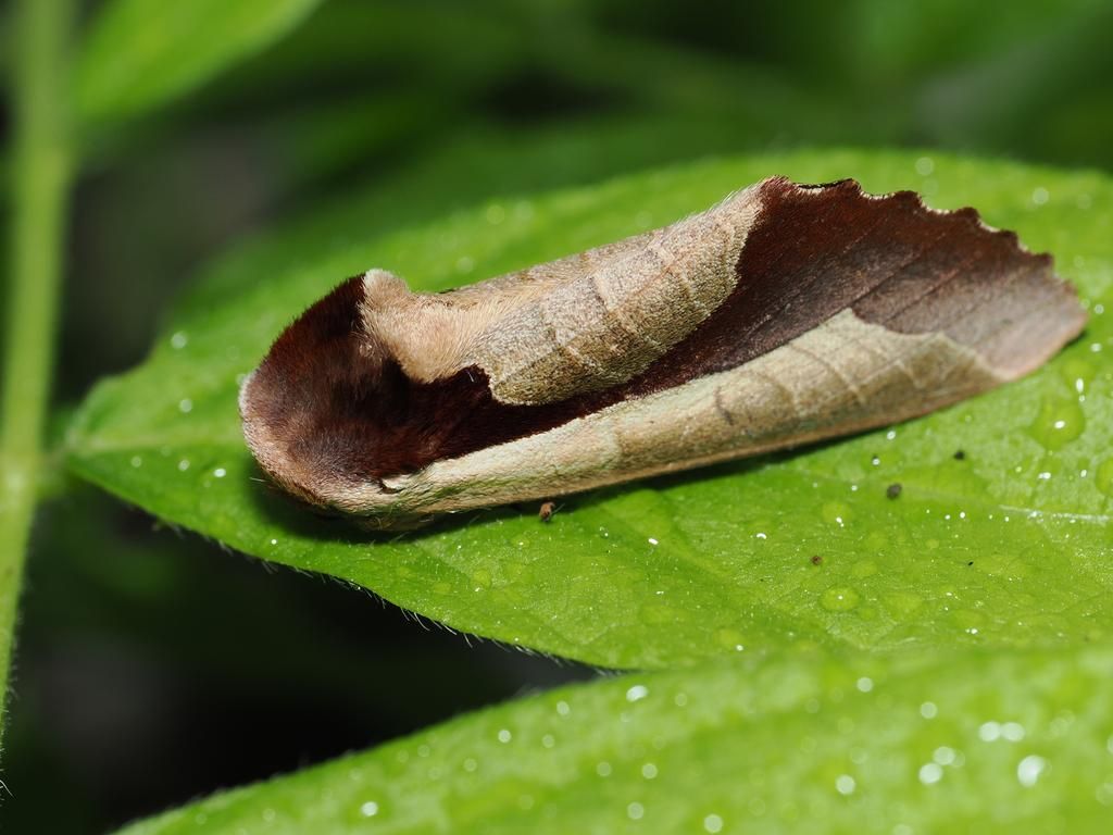 5 Fakta Menarik Uropyia meticulodina, Ngengat dengan Penyamaran Sempurna