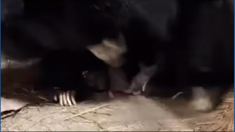 Little Rock Zoo welcomes sloth bear cubs